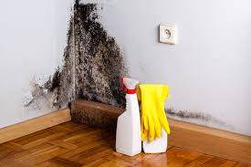 Best Attic Mold Removal in Lakewood, IL